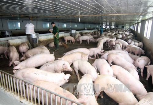 Giá 1 kg lợn hơi bằng... 4 ly trà đá ảnh 1